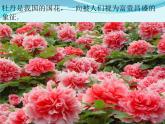 茉莉花（江蘇民歌）PPT課件免費下載