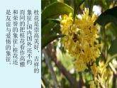 茉莉花（江蘇民歌）PPT課件免費下載