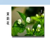 小学音乐课件-7.歌曲-牧场上的家-｜花城版-(共24张PPT)ppt课件