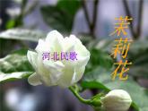 茉莉花（东北民歌）PPT课件免费下载