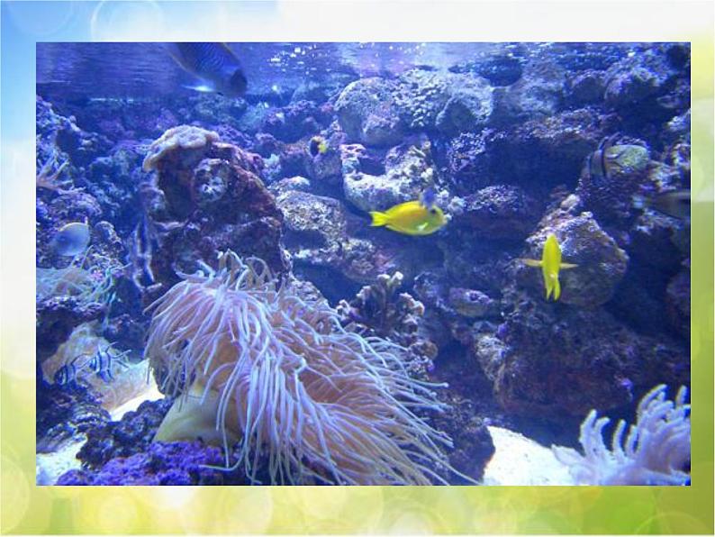 小学音乐《4.5水族馆》PPT课件ppt课件第4页