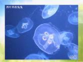 水族馆PPT课件免费下载