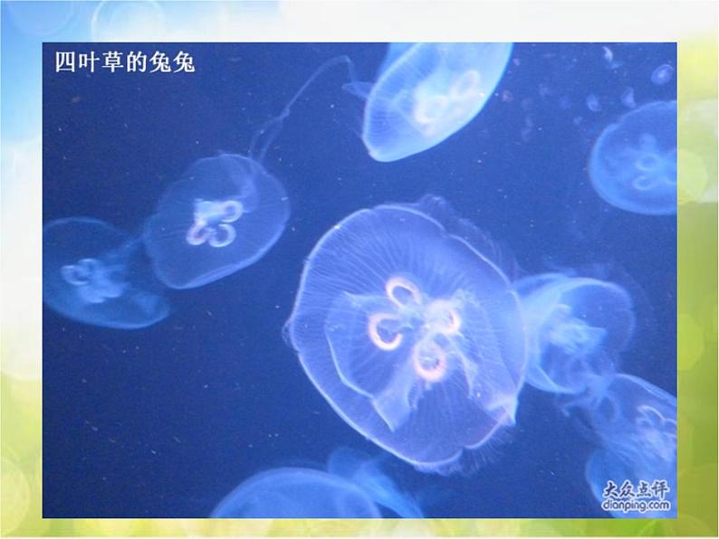 小学音乐《4.5水族馆》PPT课件ppt课件第5页