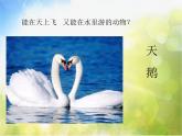 小学音乐《4天鹅》PPT课件-(1)ppt课件