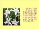 小學(xué)音樂雪絨花-課件-(3)ppt課件