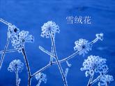 小學(xué)音樂雪絨花-課件-(2)ppt課件
