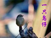 小學(xué)音樂一只鳥仔-課件ppt課件