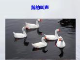 小学音乐咏鹅-课件-(11)ppt课件