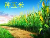 小學音樂種玉米-課件-(2)ppt課件