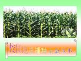 小學音樂種玉米-課件-(1)ppt課件