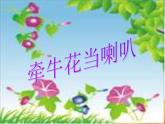 小学音乐(歌表演)牵牛花当喇叭-课件-(1)ppt
