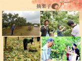 小学音乐(演唱)栗子大丰收-课件-(1)ppt