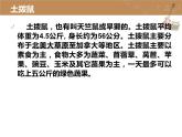 小学音乐(演唱)土拨鼠-课件-(2)ppt