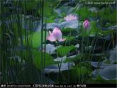 小學(xué)音樂(演唱)數(shù)蛤蟆-課件-(5)ppt