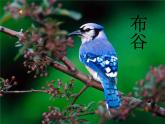 小學音樂愛唱歌的小杜鵑-課件-(6)ppt