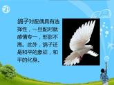 小学音乐白鸽-课件-(9)ppt