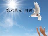 小学音乐白鸽-课件-(7)ppt