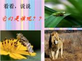 人音小學(xué)音樂二上《6小紅帽 》PPT課件 (1)