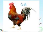 人音小學(xué)音樂(lè)二上《4公雞母雞》PPT課件 (2)