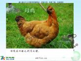 人音小學(xué)音樂(lè)二上《4公雞母雞》PPT課件 (2)