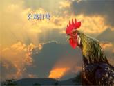 人音小學(xué)音樂(lè)二上《4公雞母雞》PPT課件 (2)