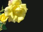 人音版小學(xué)音樂(lè)四年級(jí)上冊(cè) 《1采一束鮮花》PPT課件