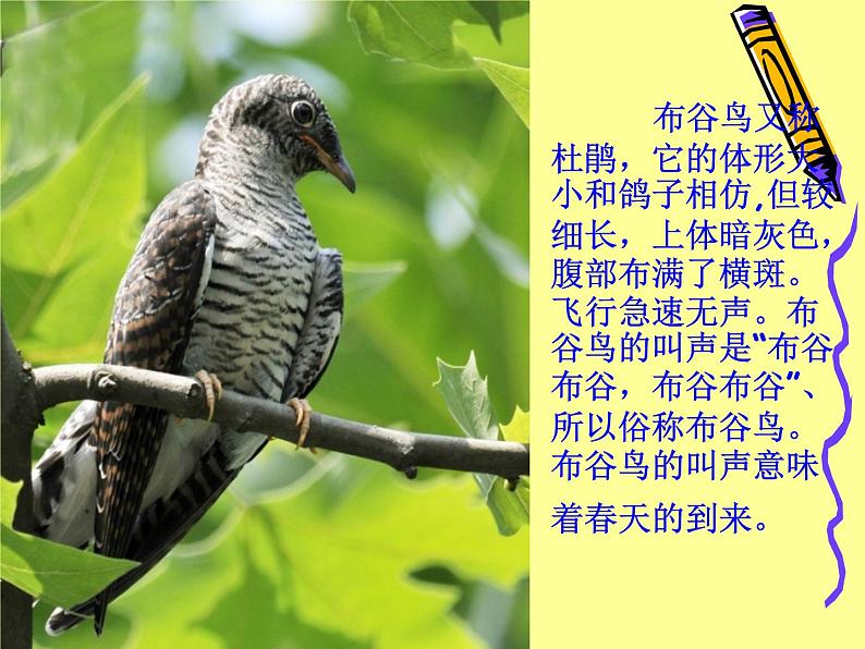 《杜鹃圆舞曲》音乐课件ppt第3页