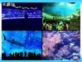 二年级下册音乐课件  （简谱） 管弦乐曲《水族馆》   花城版  10张