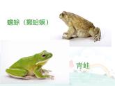小学音乐3《癞蛤蟆和小青蛙》四年级下册音乐-人音版(五线谱)(共30张PPT)ppt课件