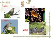 小学音乐3《荫中鸟》三年级下册音乐-人音版(五线谱)(共10张PPT)ppt课件