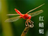 人教版小學四年級音樂紅蜻蜓 課件 (1)