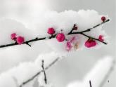 人教版小学五年级音乐梅花 课件 (3)