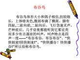 人教版小学一年级音乐布谷 课件 (3)