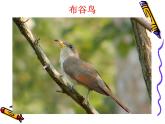 人教版小學一年級音樂布谷 課件 (3)