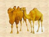 音乐三年级下湘艺版4小骆驼课件（23张）