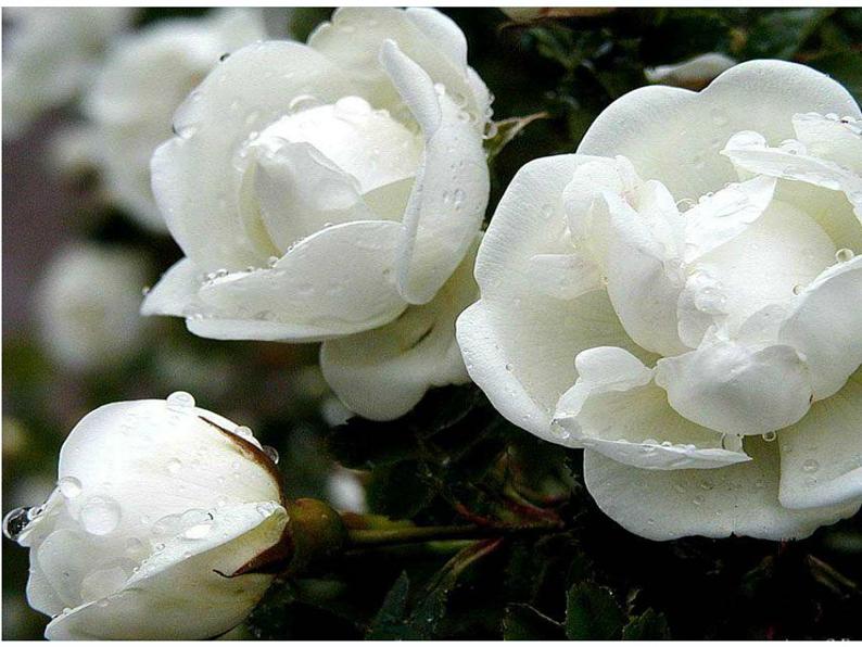 湘艺版小学四年级音乐（演唱）茉莉花 课件 (1)第4页