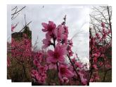 湘藝版小學(xué)五年級(jí)音樂(lè)（演唱）小鳥(niǎo)，小鳥(niǎo) 課件 (2)