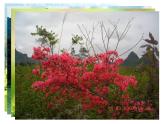 湘藝版小學(xué)五年級(jí)音樂(lè)（演唱）小鳥(niǎo)，小鳥(niǎo) 課件 (2)