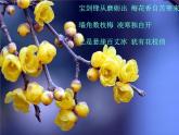 湘艺版小学五年级音乐（演唱）踏雪寻梅 课件 (4)
