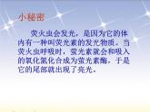 湘艺版一年级音乐（演唱）亮火虫 课件 (3)