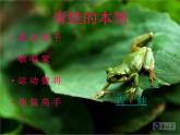 湘艺版一年级音乐（综合表演）小青蛙找家 课件 (4)