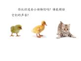 二年級上音樂課件 - 動物說話     人教新課標（2014秋） (共15張PPT)