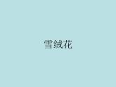 六年級上冊音樂課件第五單元 雪絨花 人教新課標(biāo)（2014秋）   (共15張PPT)