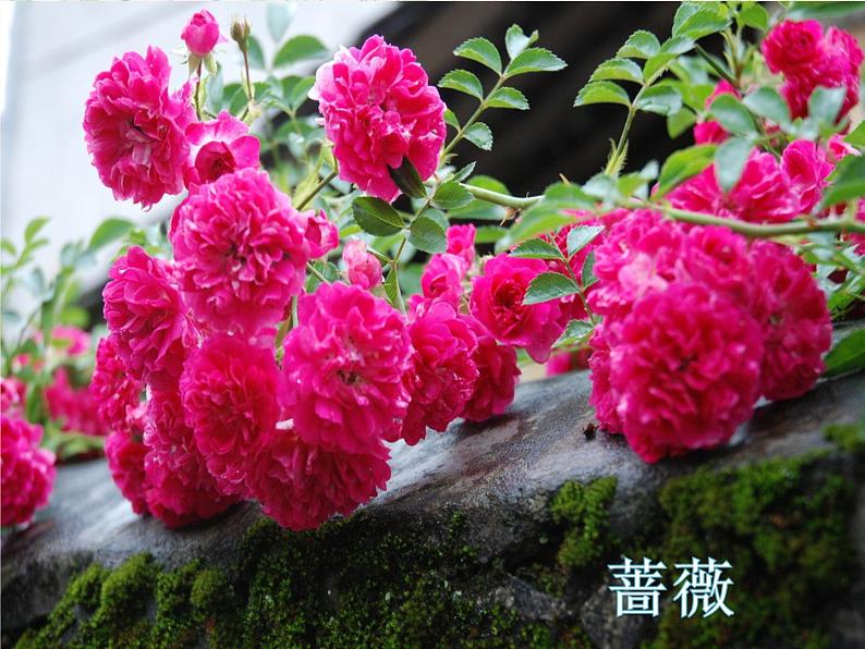 三年级上册音乐课件-歌表演 对鲜花  人教版（2012） (共20张PPT)第3页