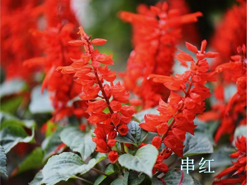 三年级上册音乐课件-歌表演 对鲜花  人教版（2012） (共20张PPT)第4页