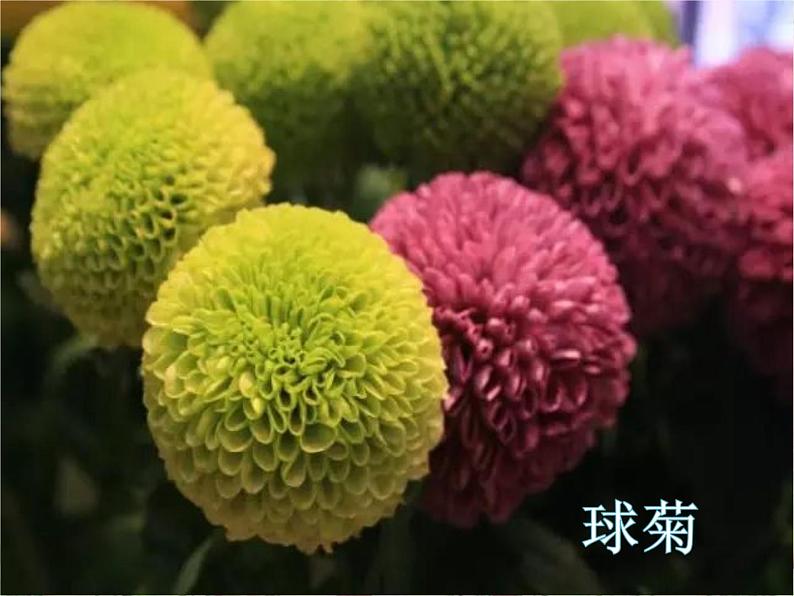 三年级上册音乐课件-歌表演 对鲜花  人教版（2012） (共20张PPT)第5页