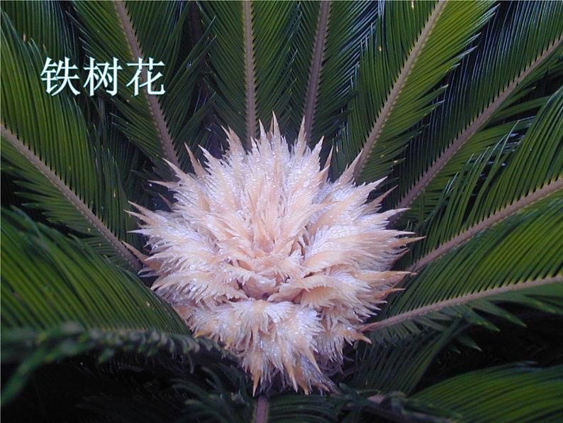 三年级上册音乐课件-歌表演 对鲜花  人教版（2012） (共20张PPT)第7页