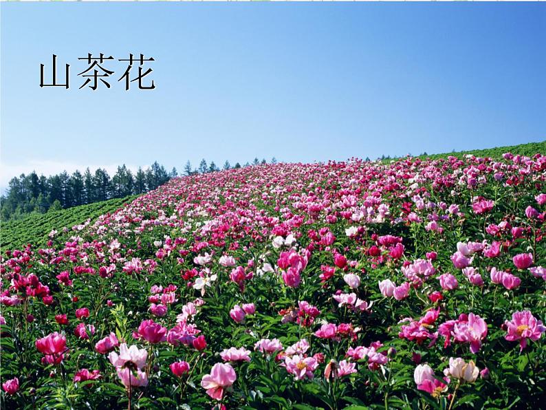 三年级上册音乐课件-歌表演 对鲜花  人教版（2012） (共20张PPT)第8页