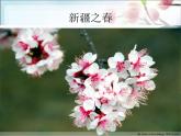 四年级下册音乐课件－2.2.2天山之春 ｜人教新课标  (共15张PPT)
