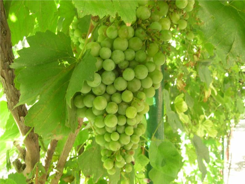 一年级上册音乐课件-娃哈哈 （3）_人教新课标版（2014秋）06